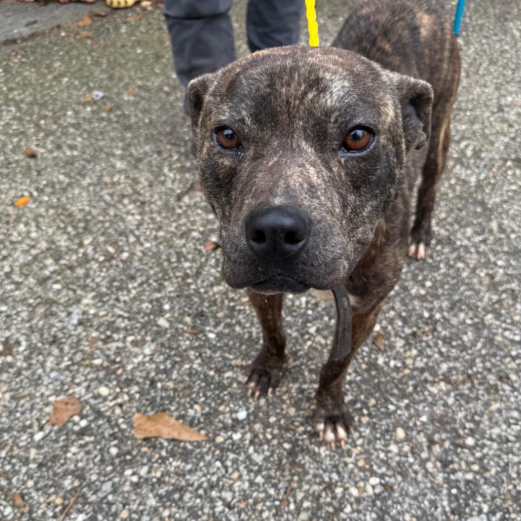 Armadillo, a Adoptable Mixed Breed in Monroeville, AL image 2/5