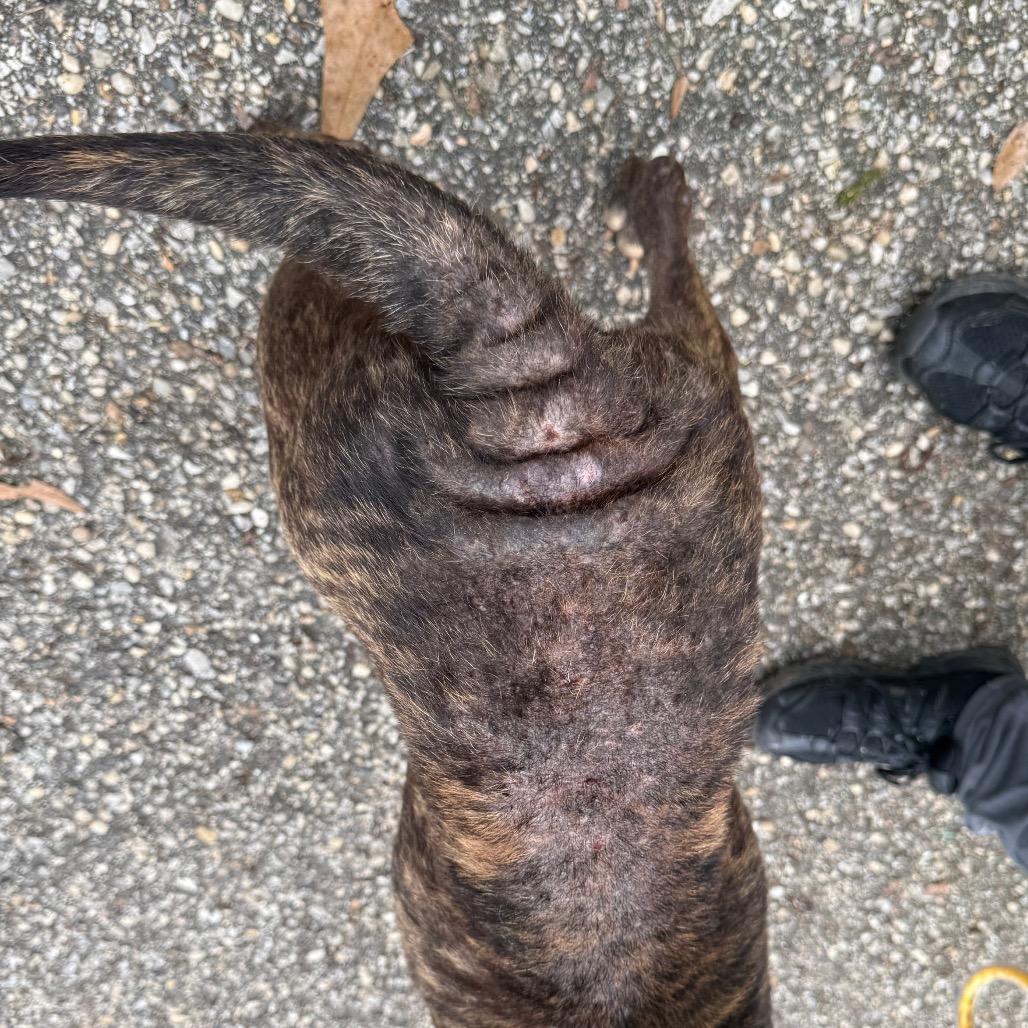 Armadillo, a Adoptable Mixed Breed in Monroeville, AL image 3/5