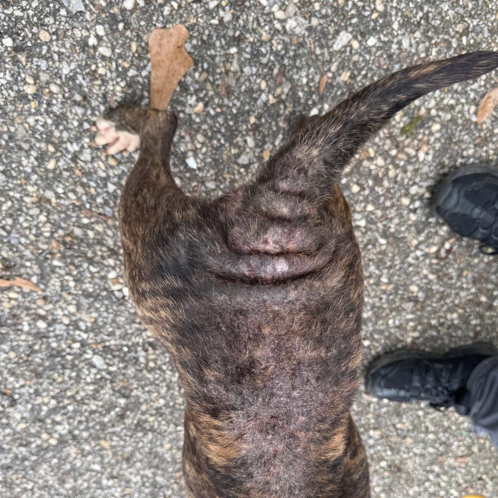 Armadillo, a Adoptable Mixed Breed in Monroeville, AL image 4/5