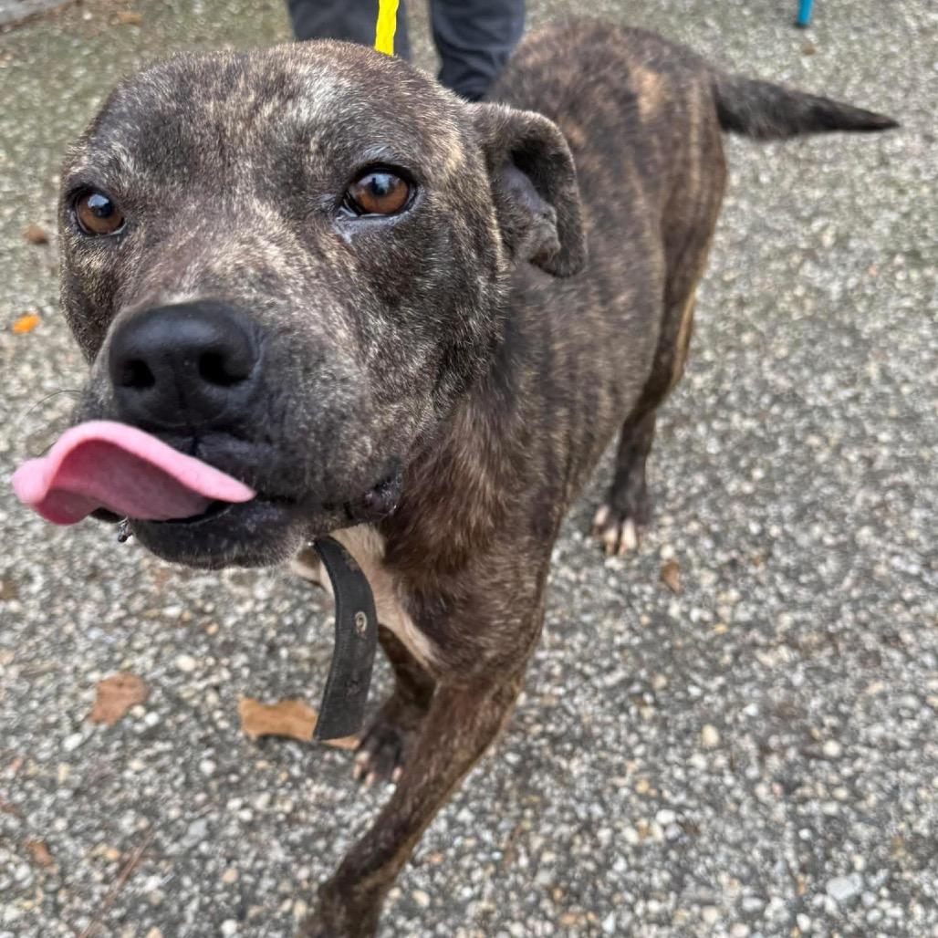Armadillo, a Adoptable Mixed Breed in Monroeville, AL image 5/5