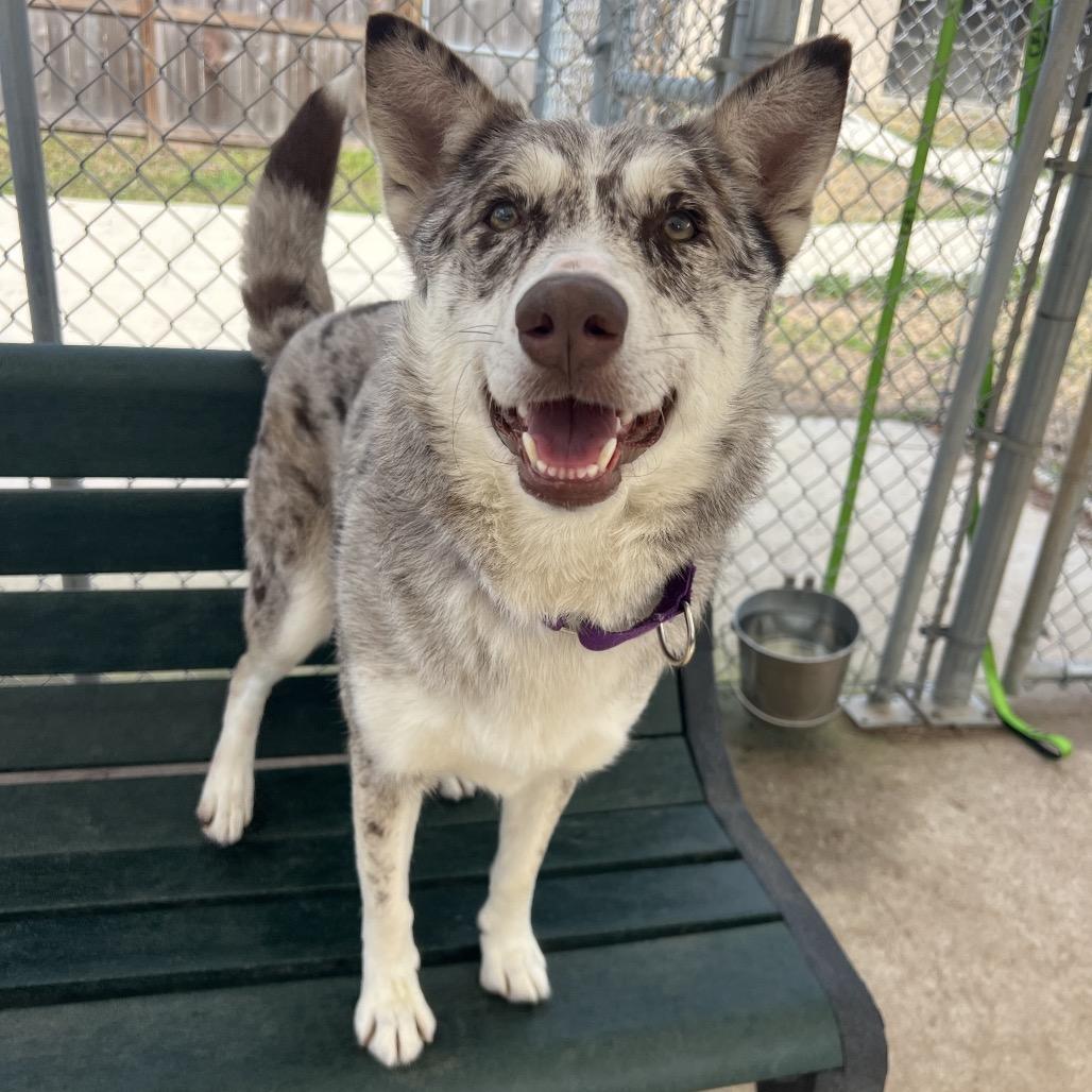 Athina, adopted, Adult Female Catahoula Leopard Dog & Husky.