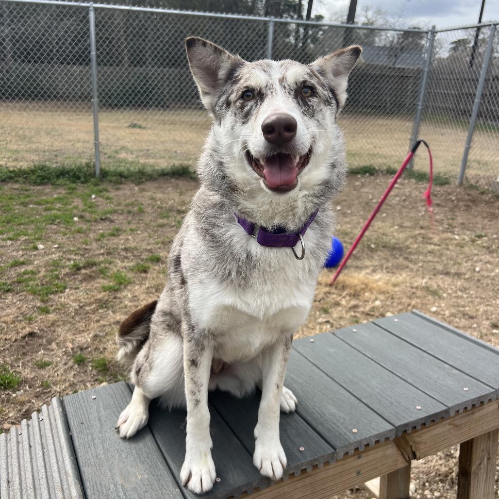 Enlarge Athina, an adopted mixed breed in Spring, TX image 4/6