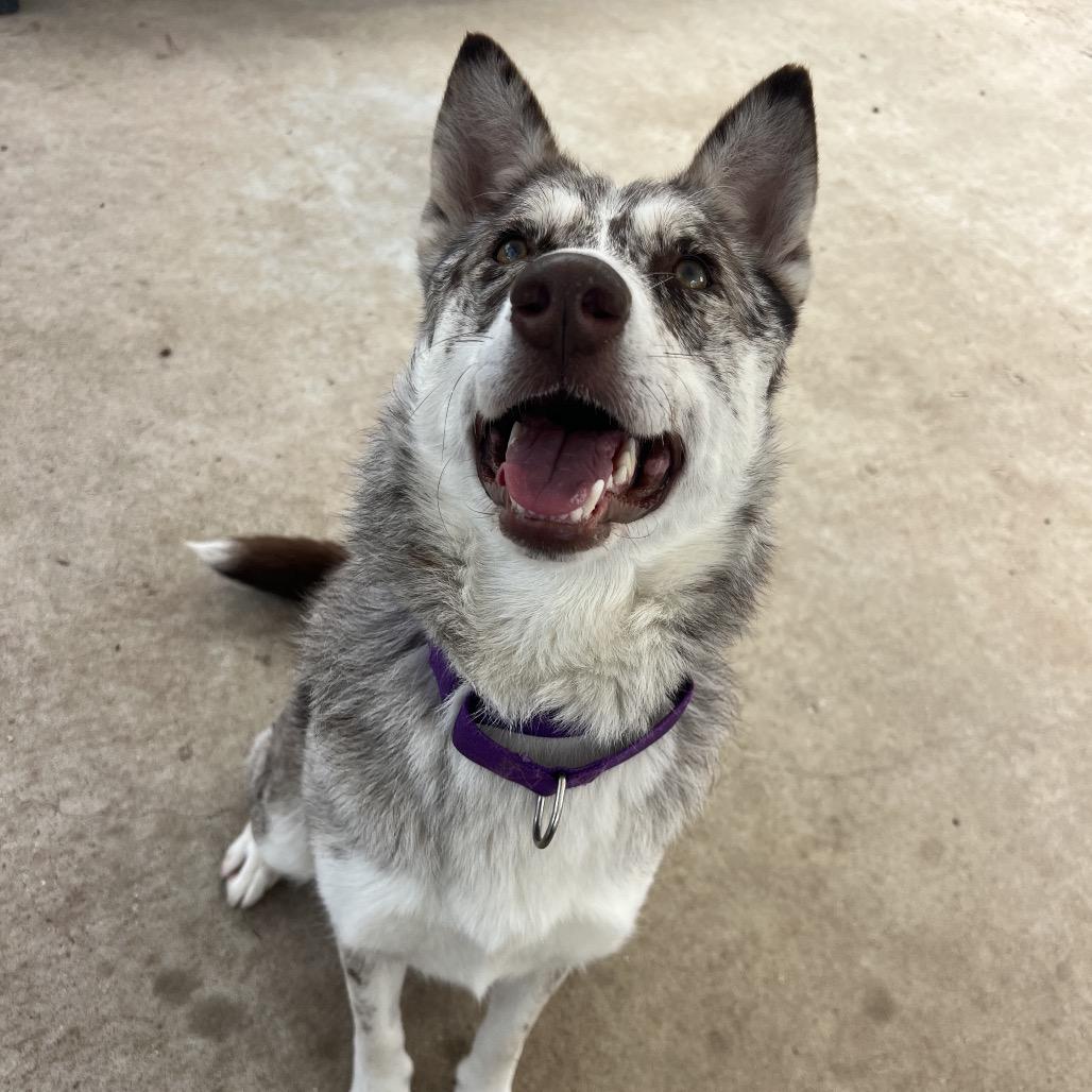 Enlarge Athina, an adopted mixed breed in Spring, TX image 3/6