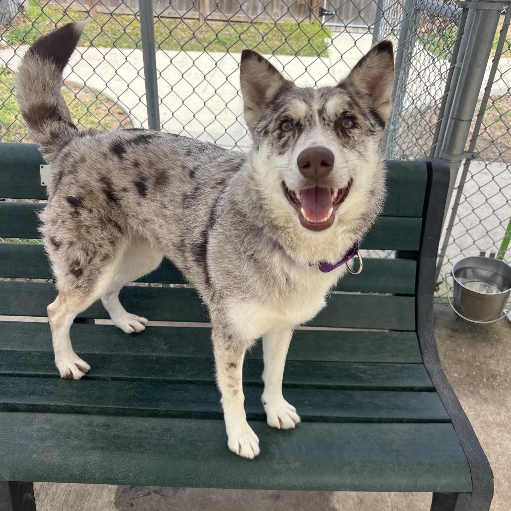 Enlarge Athina, an adopted mixed breed in Spring, TX image 5/6