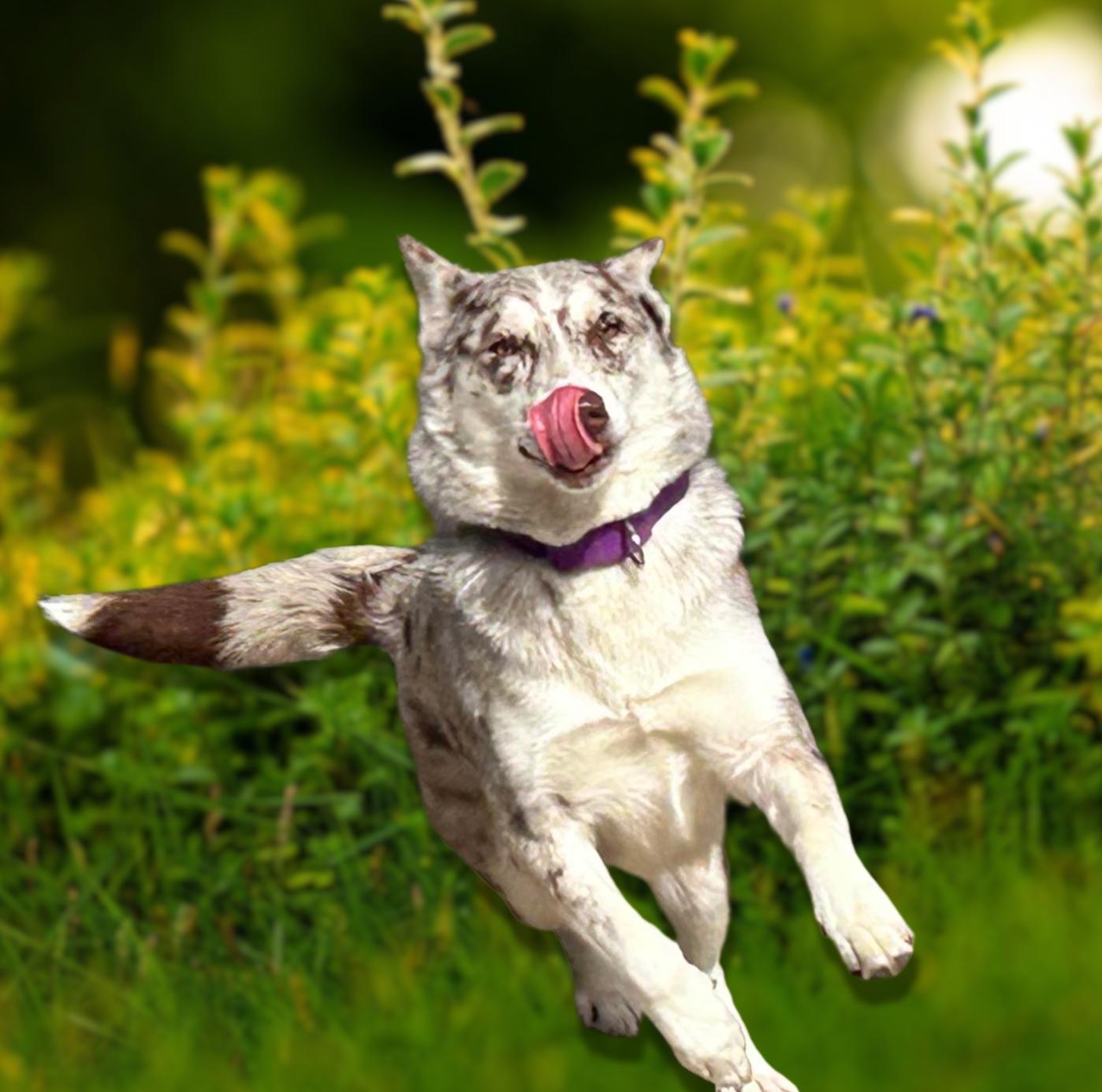 Enlarge Athina, an adopted mixed breed in Spring, TX image 2/6