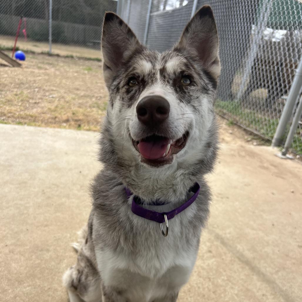 Enlarge Athina, an adopted mixed breed in Spring, TX image 6/6
