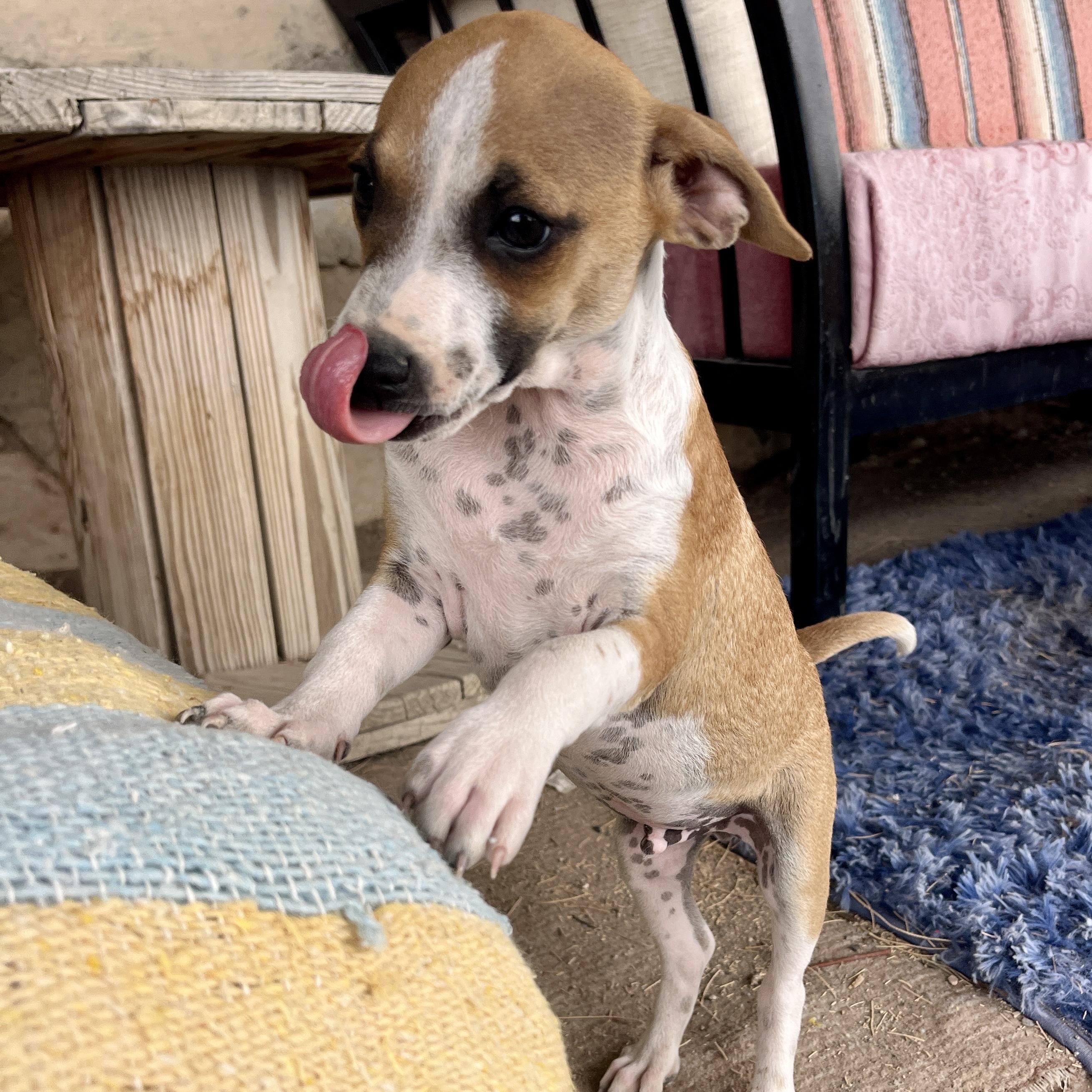Enlarge Val, a ADOPTABLE mixed breed in Marfa, TX image 6/6