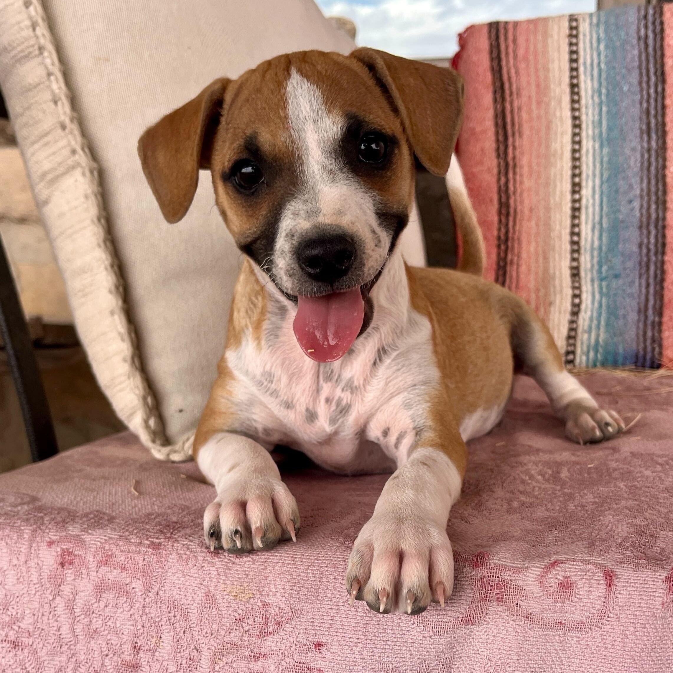 Enlarge Val, a ADOPTABLE mixed breed in Marfa, TX image 1/6