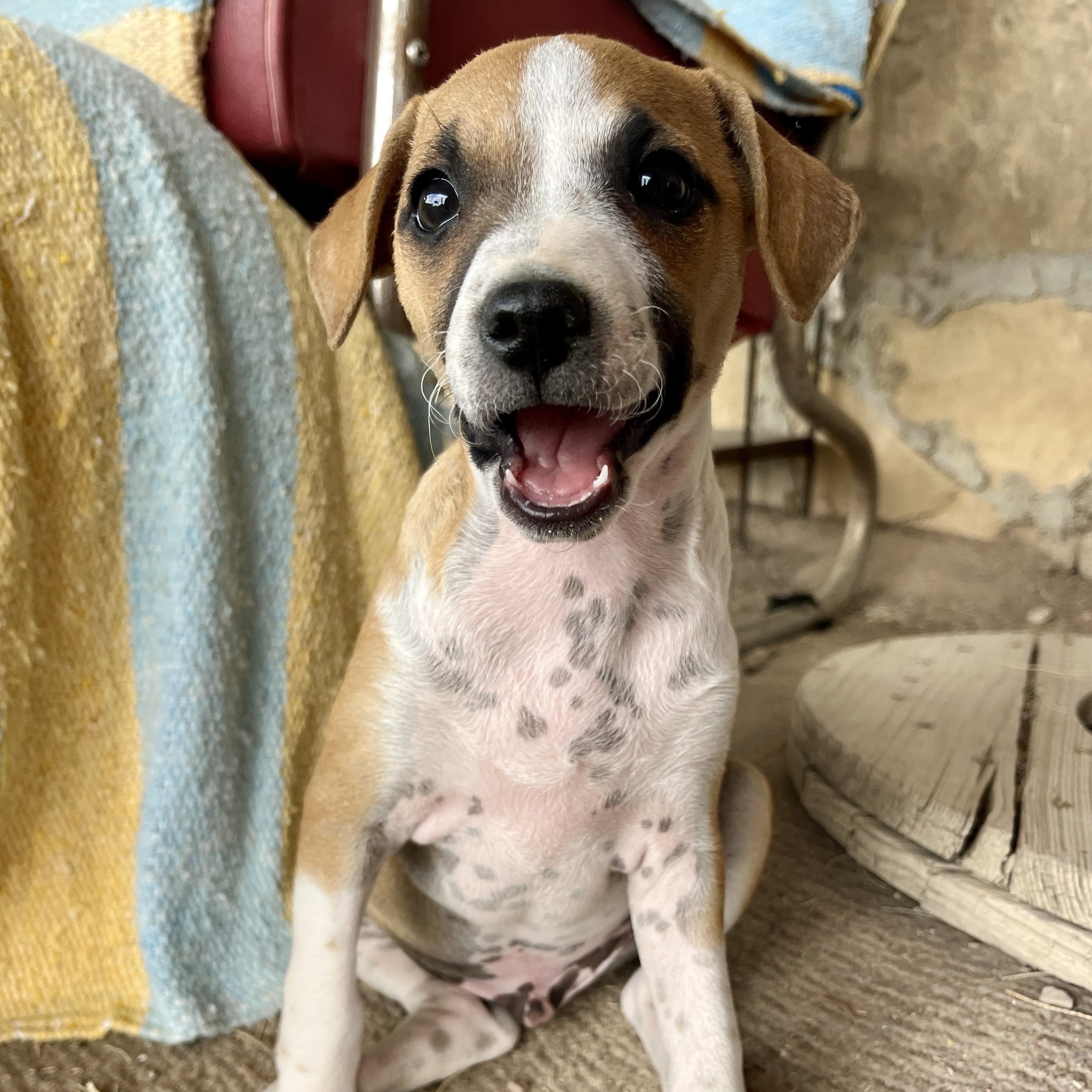 Enlarge Val, a ADOPTABLE mixed breed in Marfa, TX image 3/6