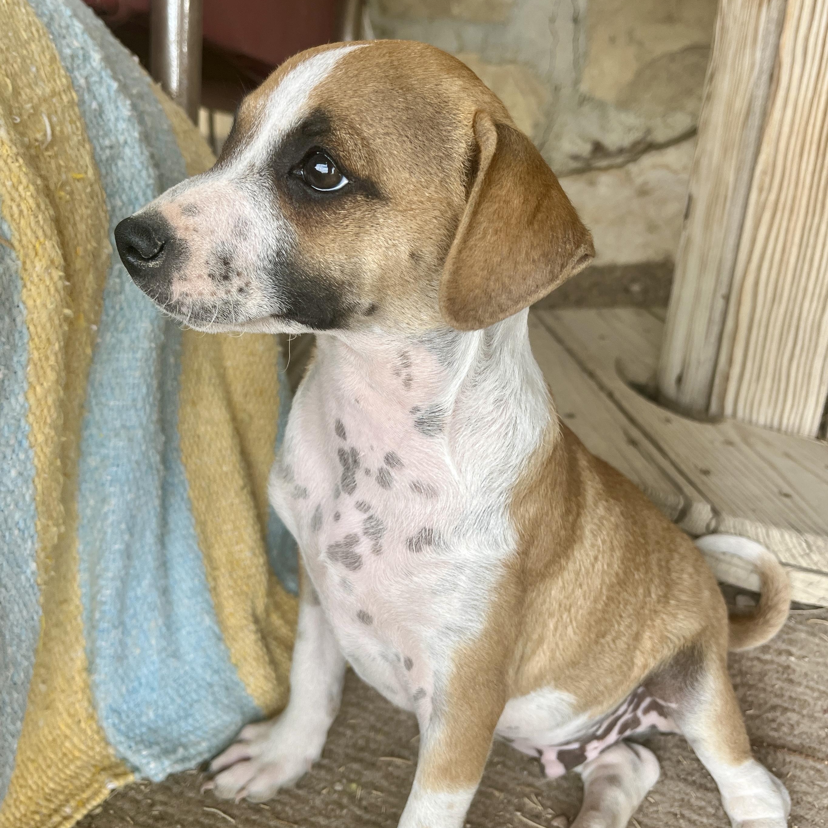 Enlarge Val, a ADOPTABLE mixed breed in Marfa, TX image 4/6