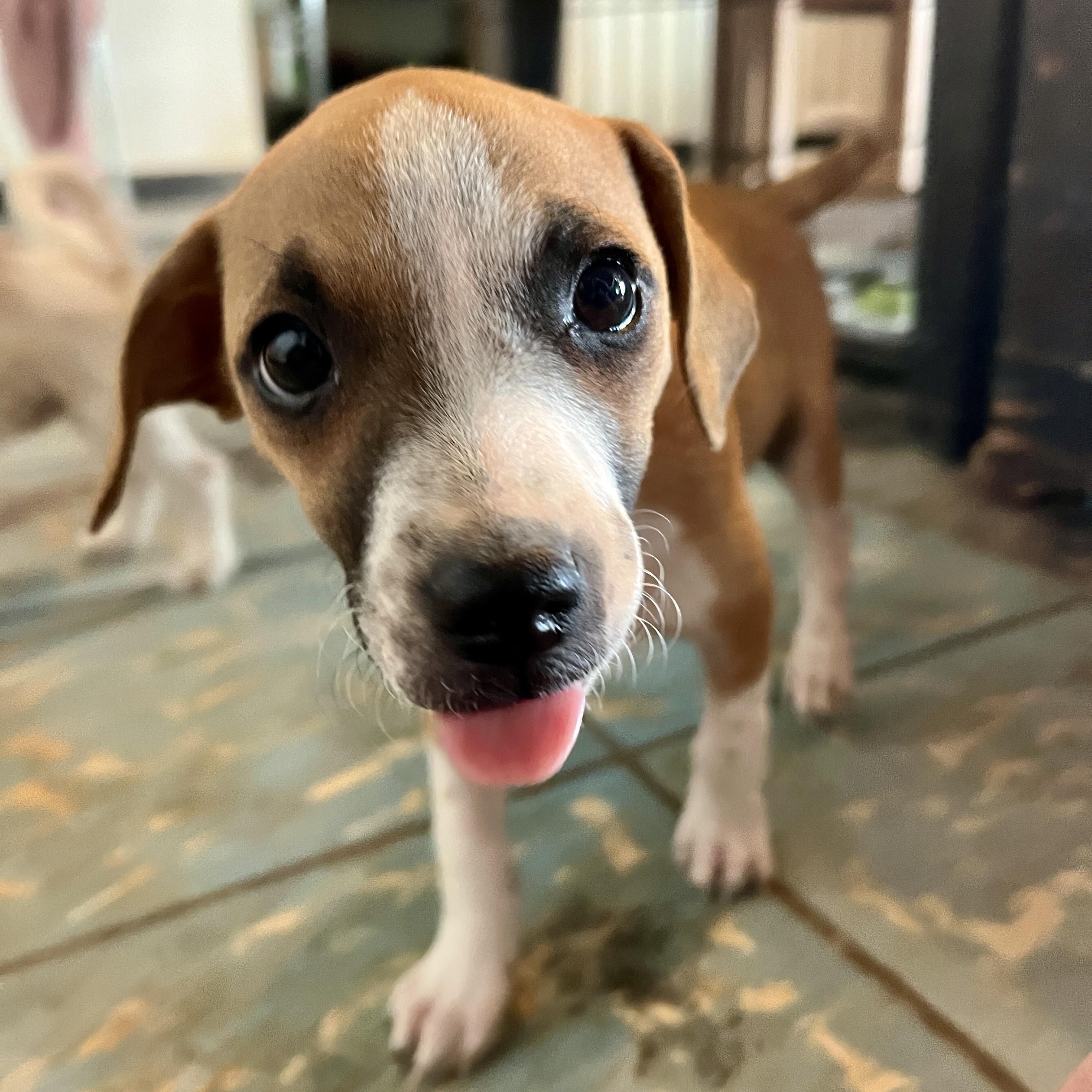 Enlarge Val, a ADOPTABLE mixed breed in Marfa, TX image 2/6