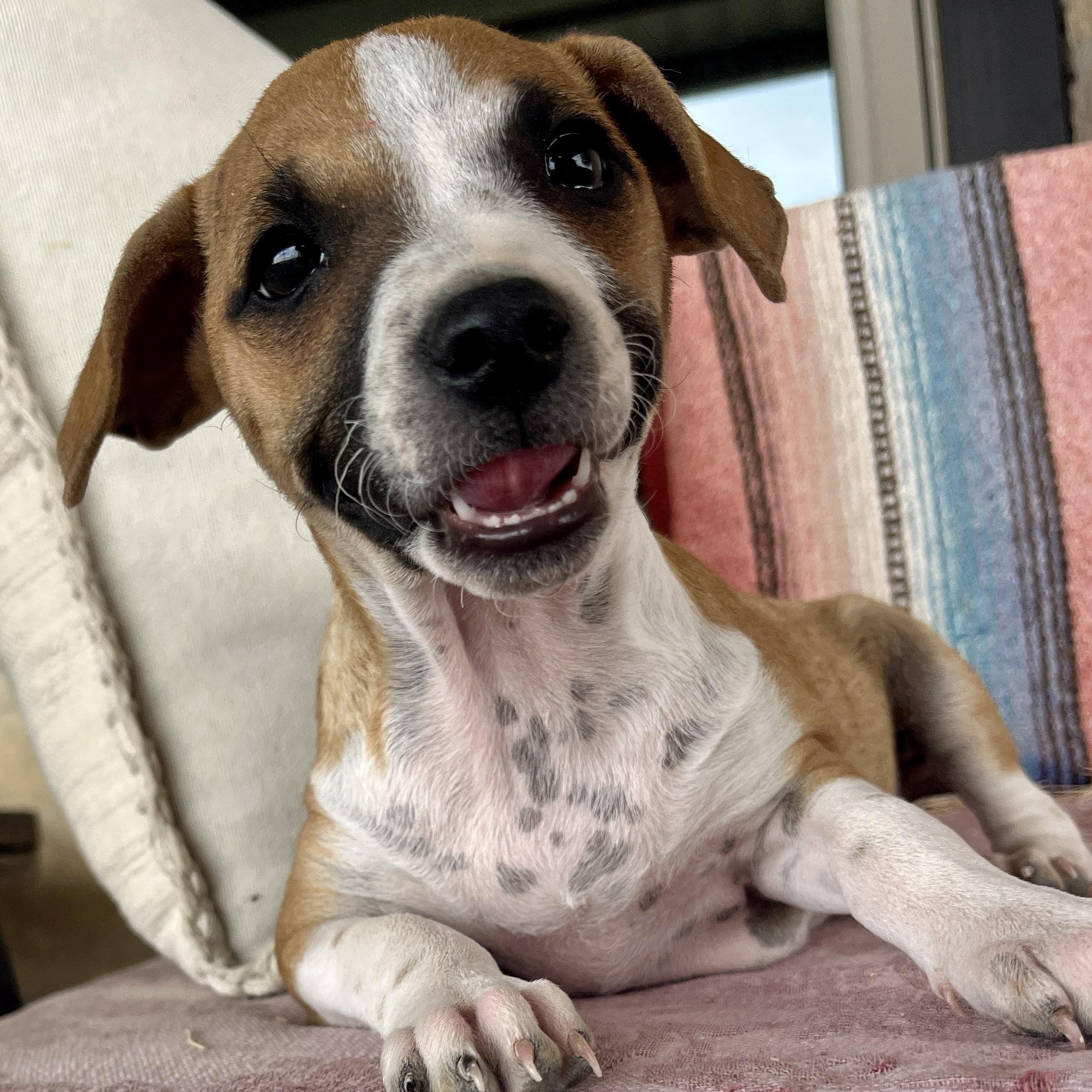 Enlarge Val, a ADOPTABLE mixed breed in Marfa, TX image 5/6