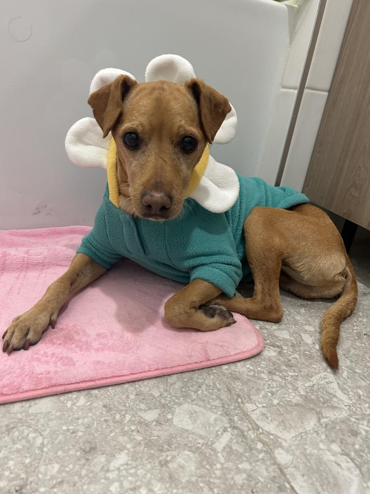 Zero, Adoptable, Adult Male Chihuahua & Terrier.