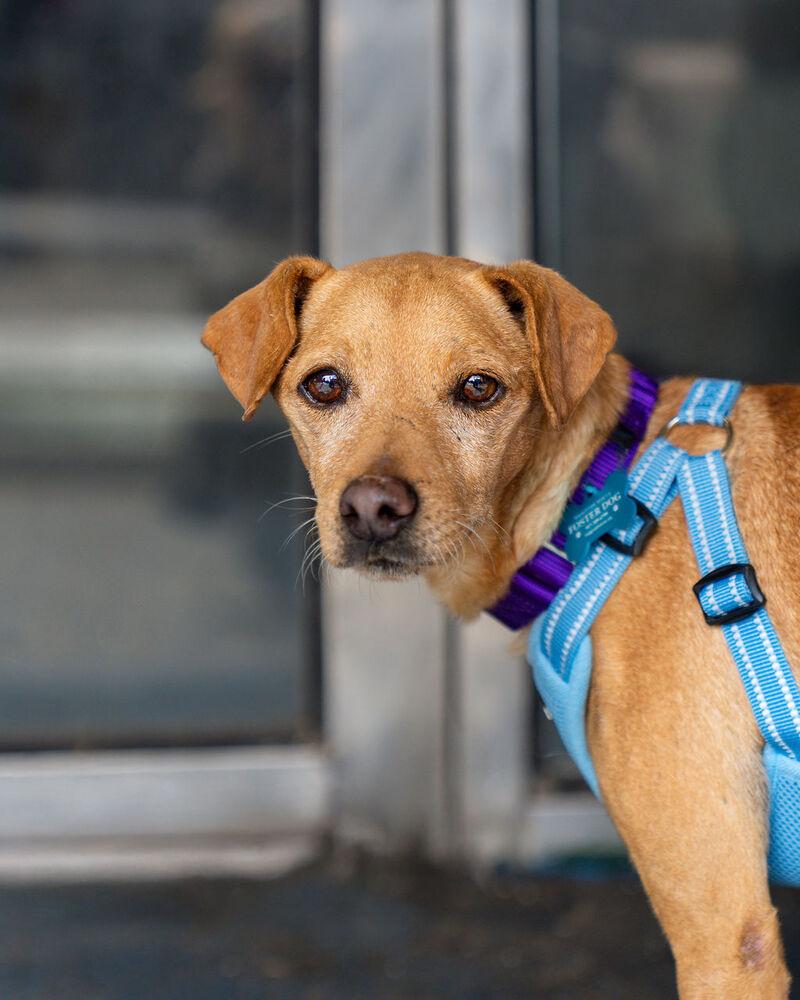 Enlarge Zero, a Adoptable mixed breed in New York, NY image 2/6