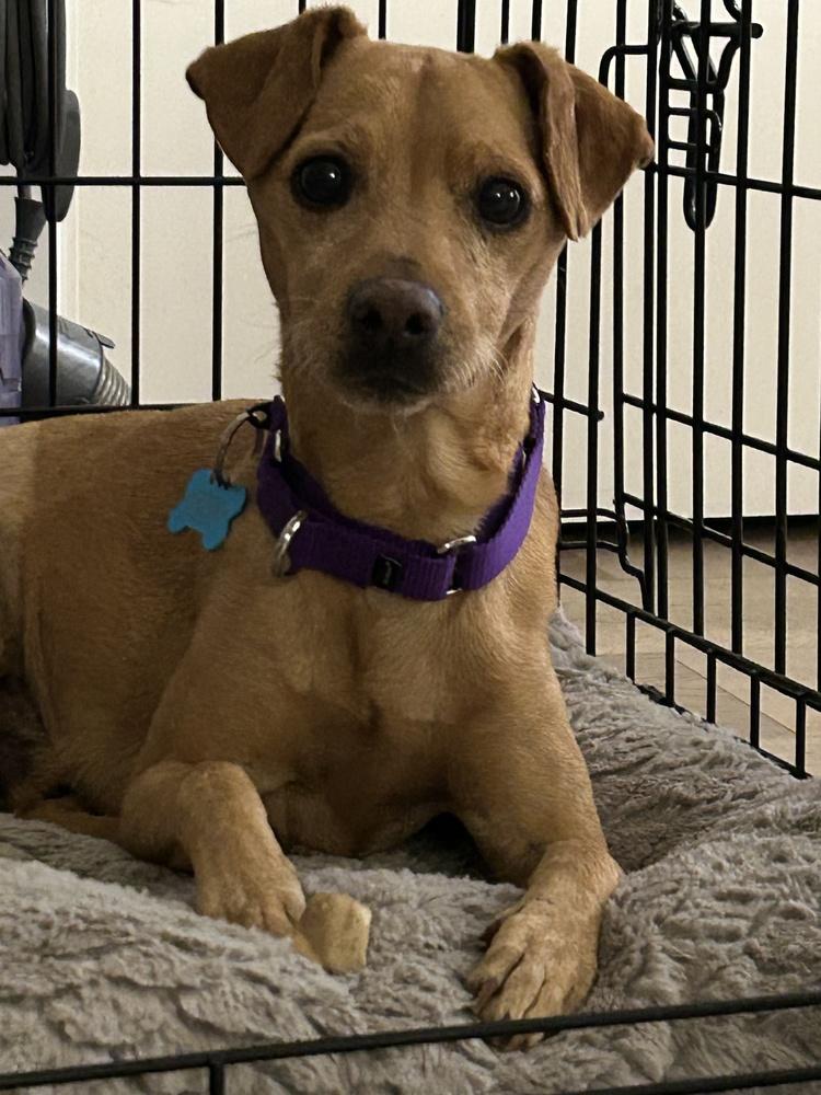 Enlarge Zero, a Adoptable mixed breed in New York, NY image 4/6