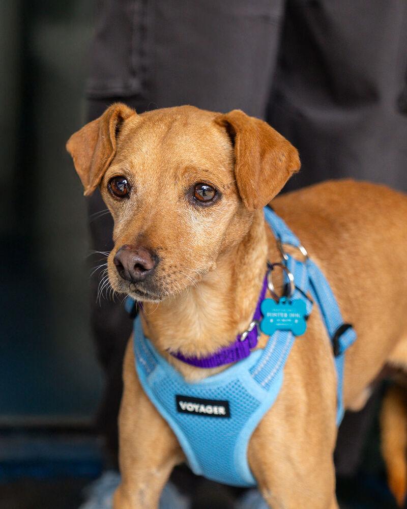 Enlarge Zero, a Adoptable mixed breed in New York, NY image 5/6