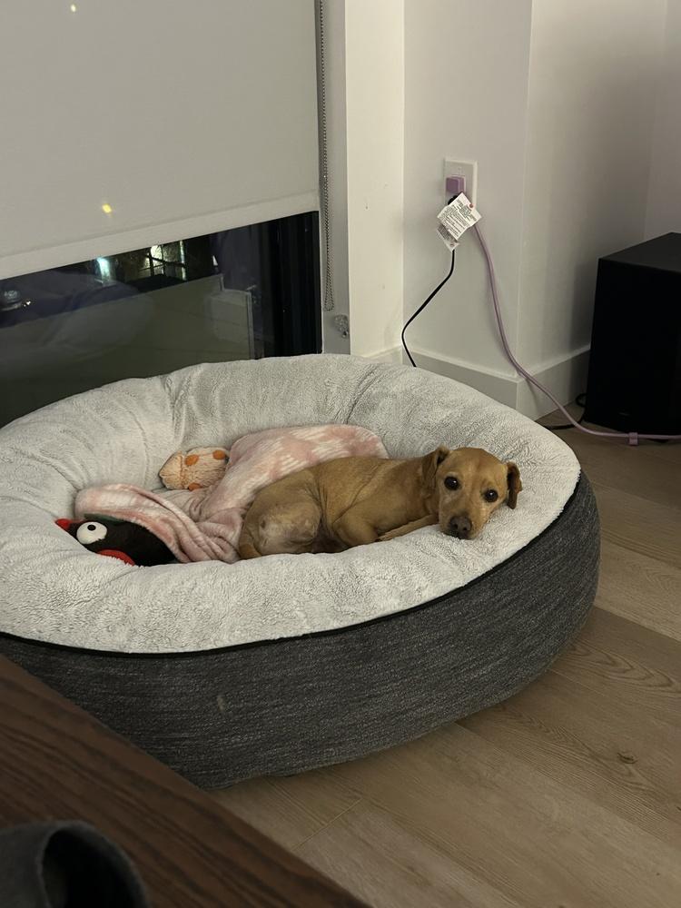 Enlarge Zero, a Adoptable mixed breed in New York, NY image 6/6