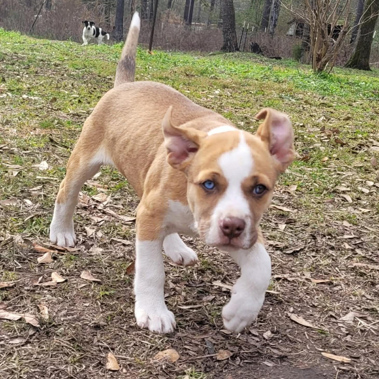 Enlarge Luna, a Adoptable mixed breed in Blairstown, NJ image 2/5