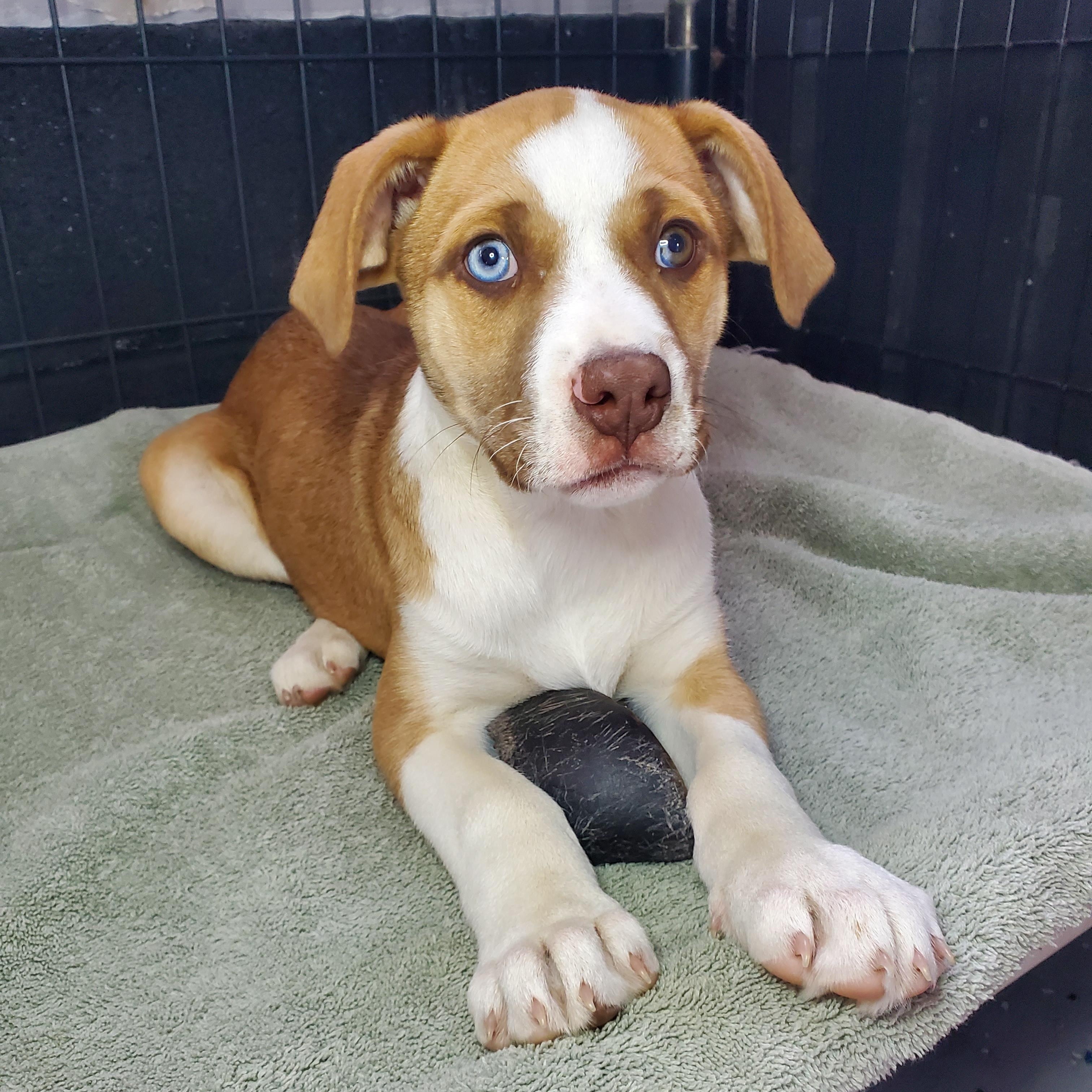 Luna, Adoptable, Puppy Male Labrador Retriever & Pit Bull Terrier.