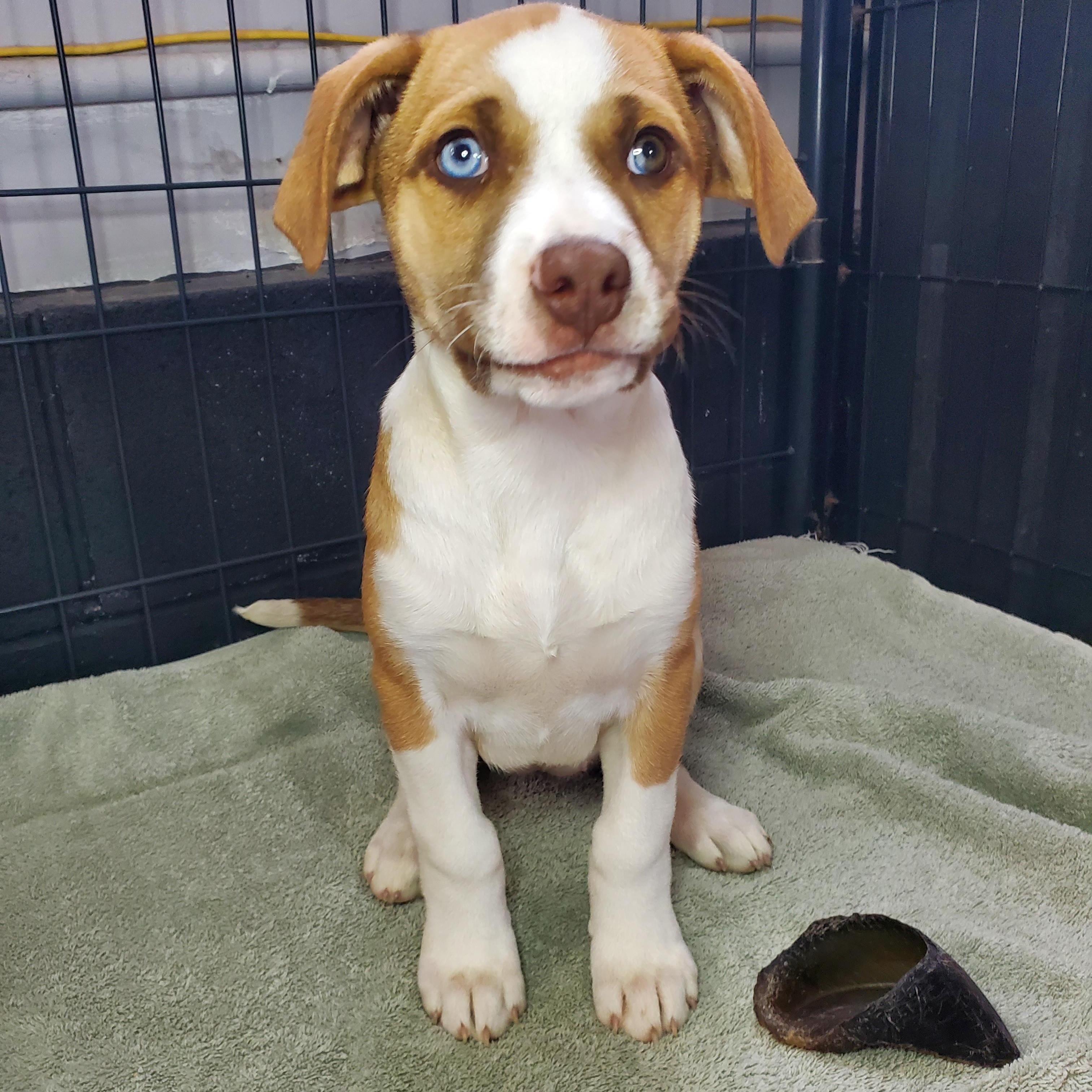 Enlarge Luna, a Adoptable mixed breed in Blairstown, NJ image 5/5