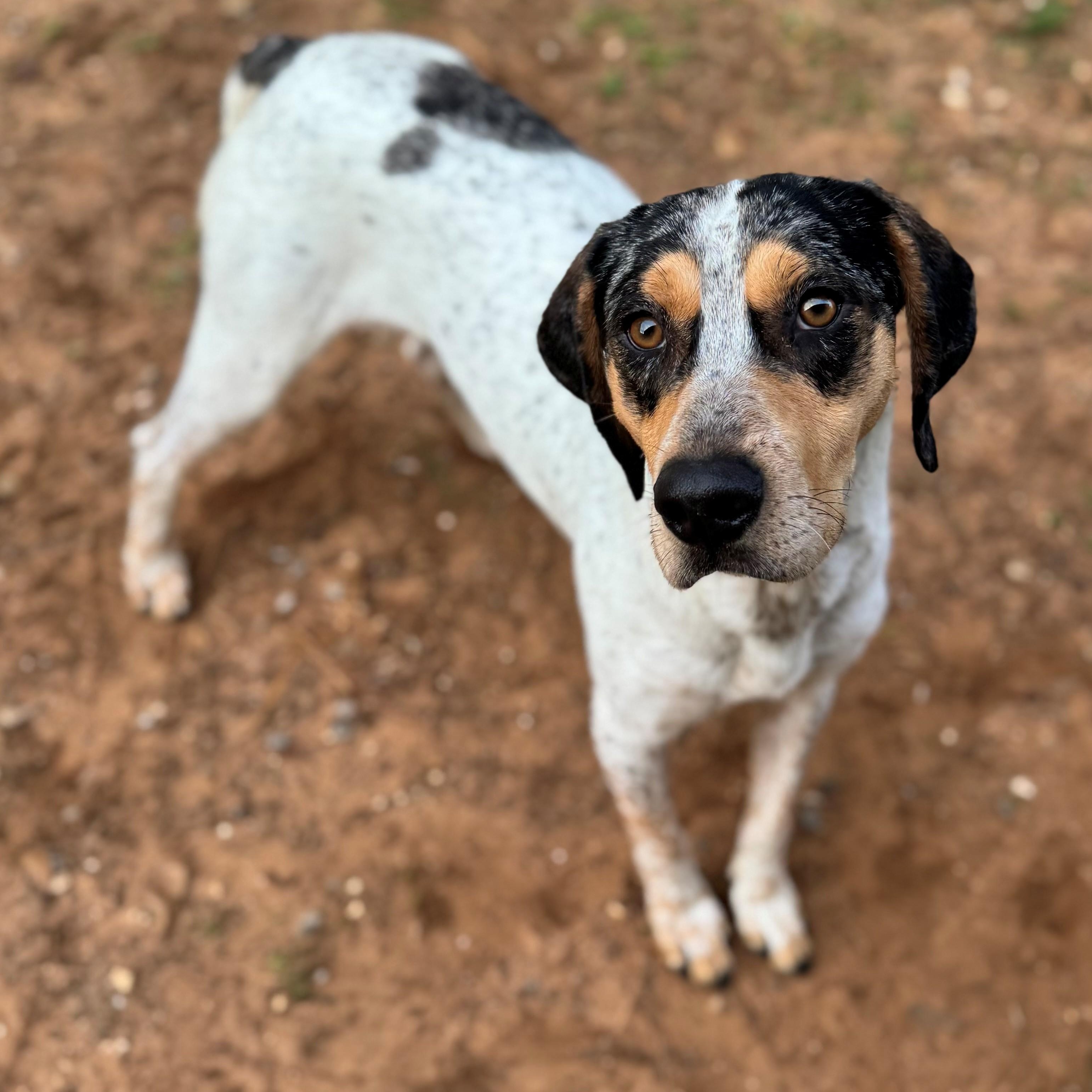 Bongo, ADOPTABLE, Adult Male Hound.