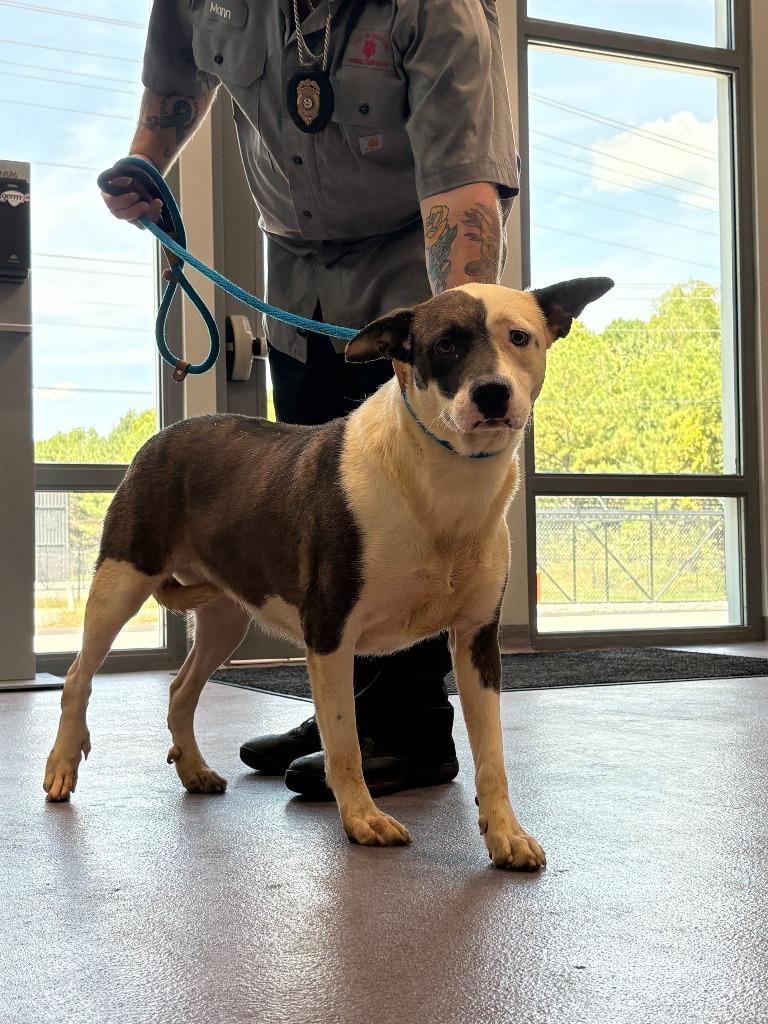 Enlarge stella, a Adoptable mixed breed in Benton, AR image 1/1