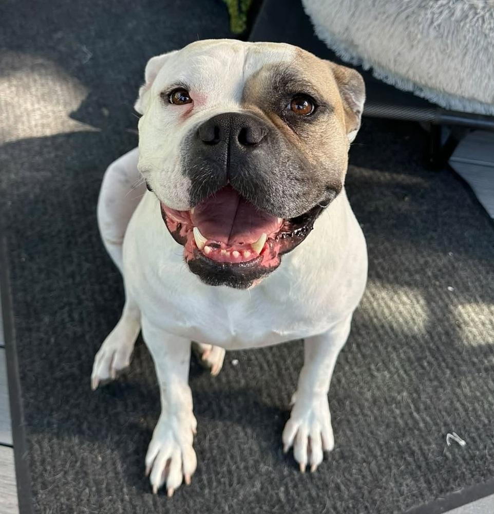 Enlarge Adele, a Adoptable mixed breed in Denver, CO image 1/5