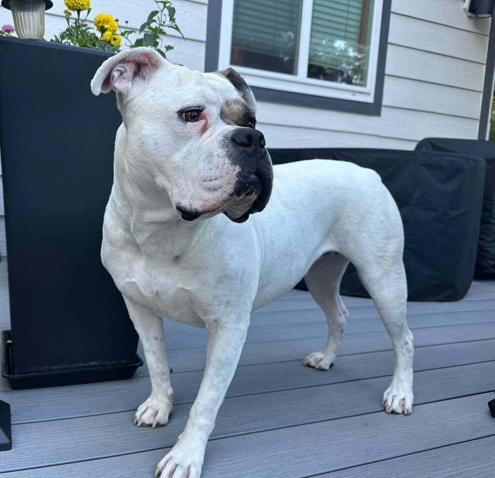 Enlarge Adele, a Adoptable mixed breed in Denver, CO image 2/5