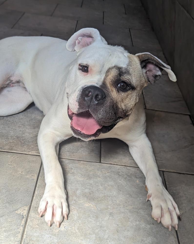 Adele, Adoptable, Adult Female American Bulldog & American Bulldog.