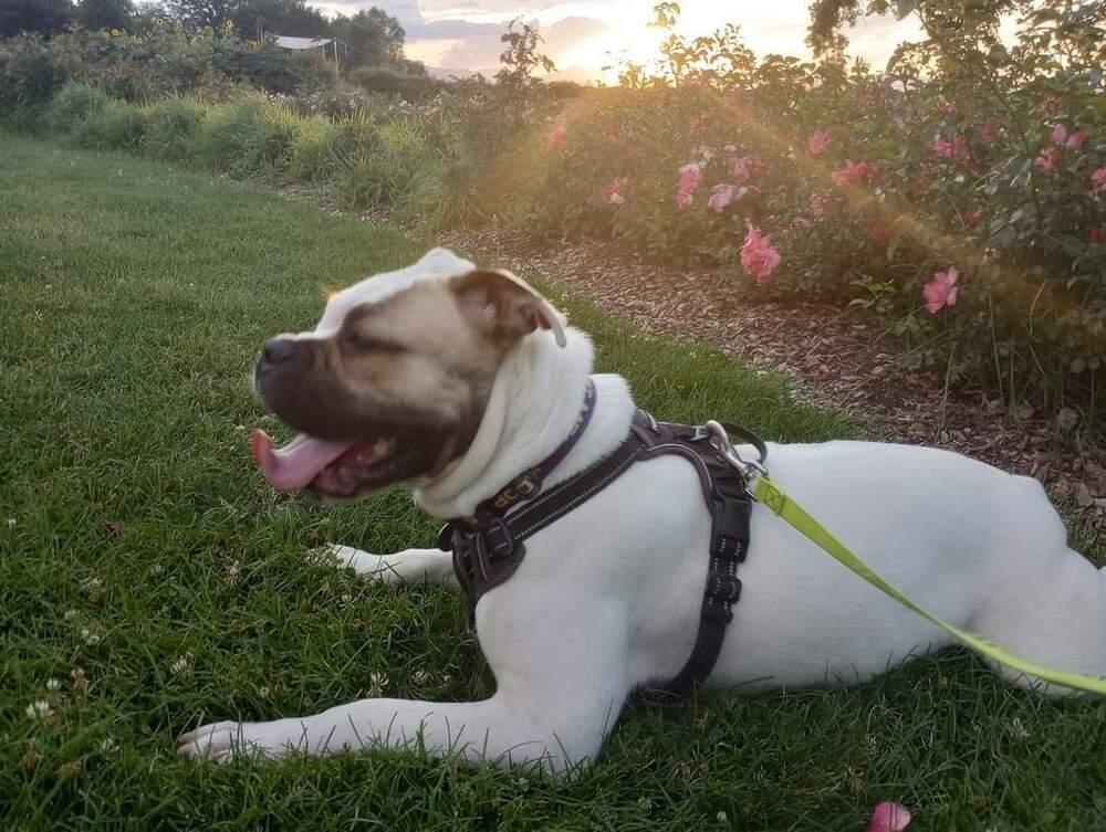 Adele, a Adoptable mixed breed in Denver, CO image 2/4