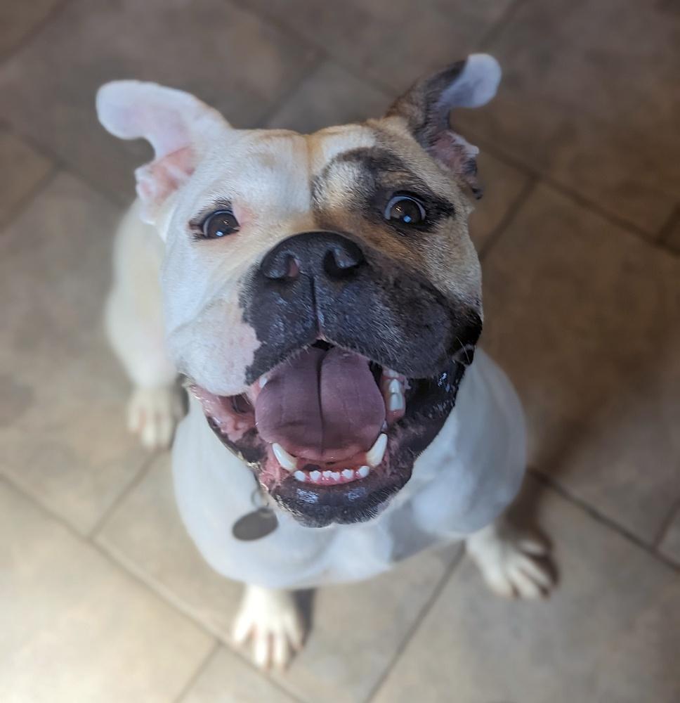 Adele, a Adoptable mixed breed in Denver, CO image 3/4
