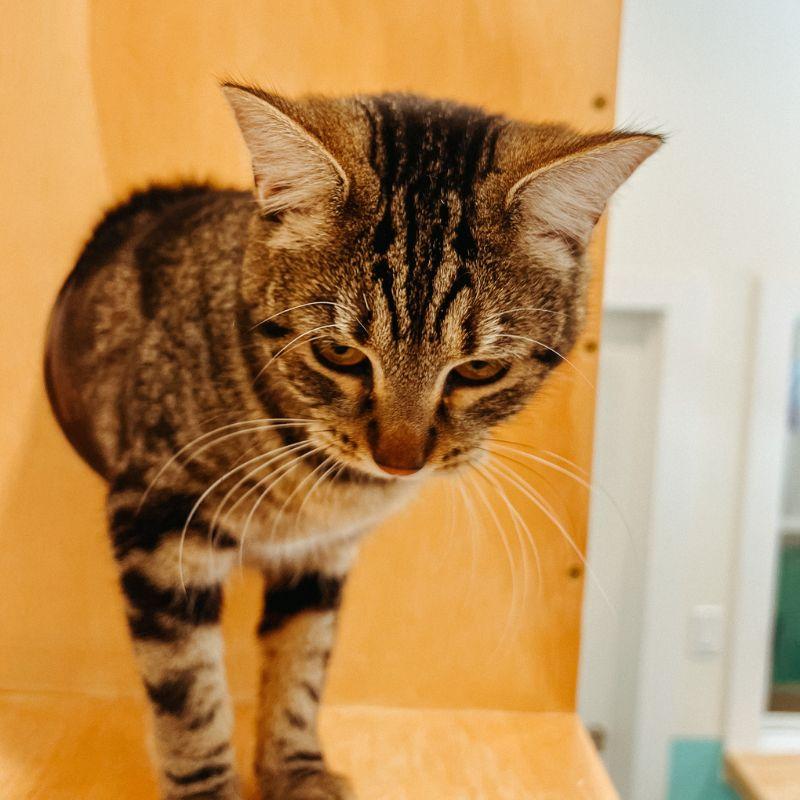 Enlarge Papaya, a ADOPTABLE mixed breed in Jackson, WY image 3/3