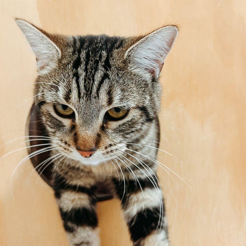 Papaya, ADOPTABLE, Adult Female Domestic Short Hair.