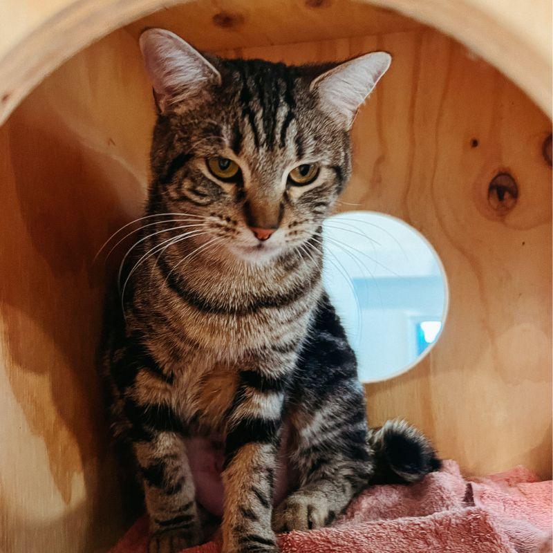 Enlarge Papaya, a ADOPTABLE mixed breed in Jackson, WY image 2/3