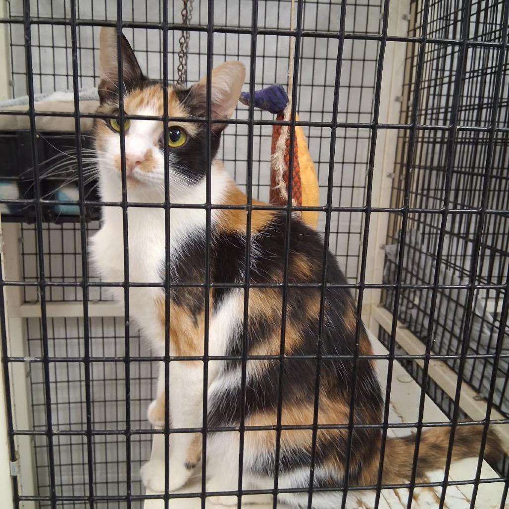 Jessi, Adoptable, Adult Female Domestic Short Hair.