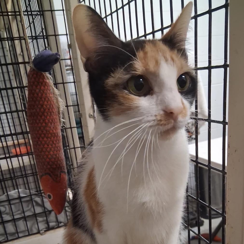 Enlarge Jessi, a Adoptable Domestic Short Hair in Richmond Hill, GA image 2/3