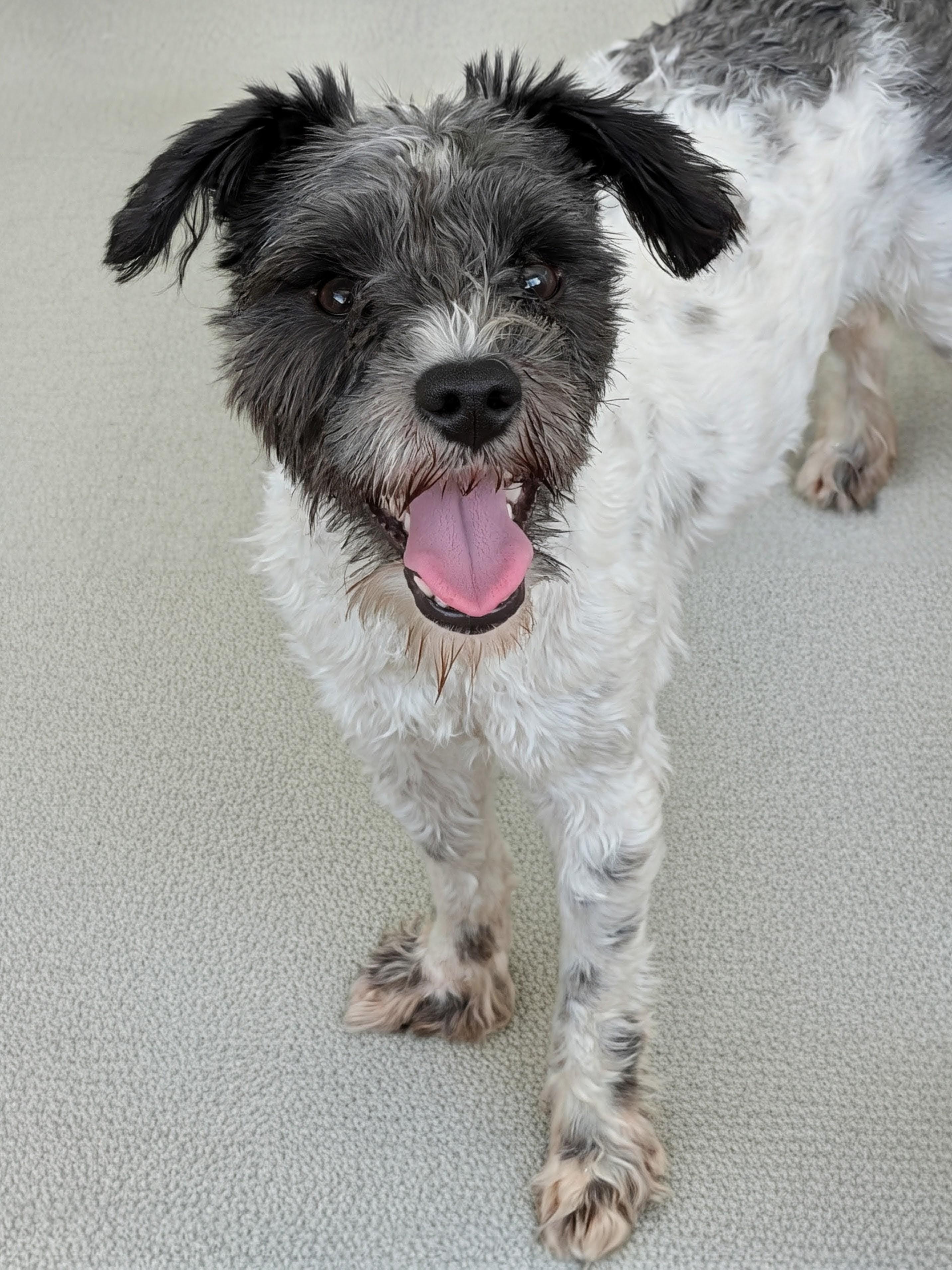 Benedict, Adoptable, Adult Male Schnauzer & Poodle.