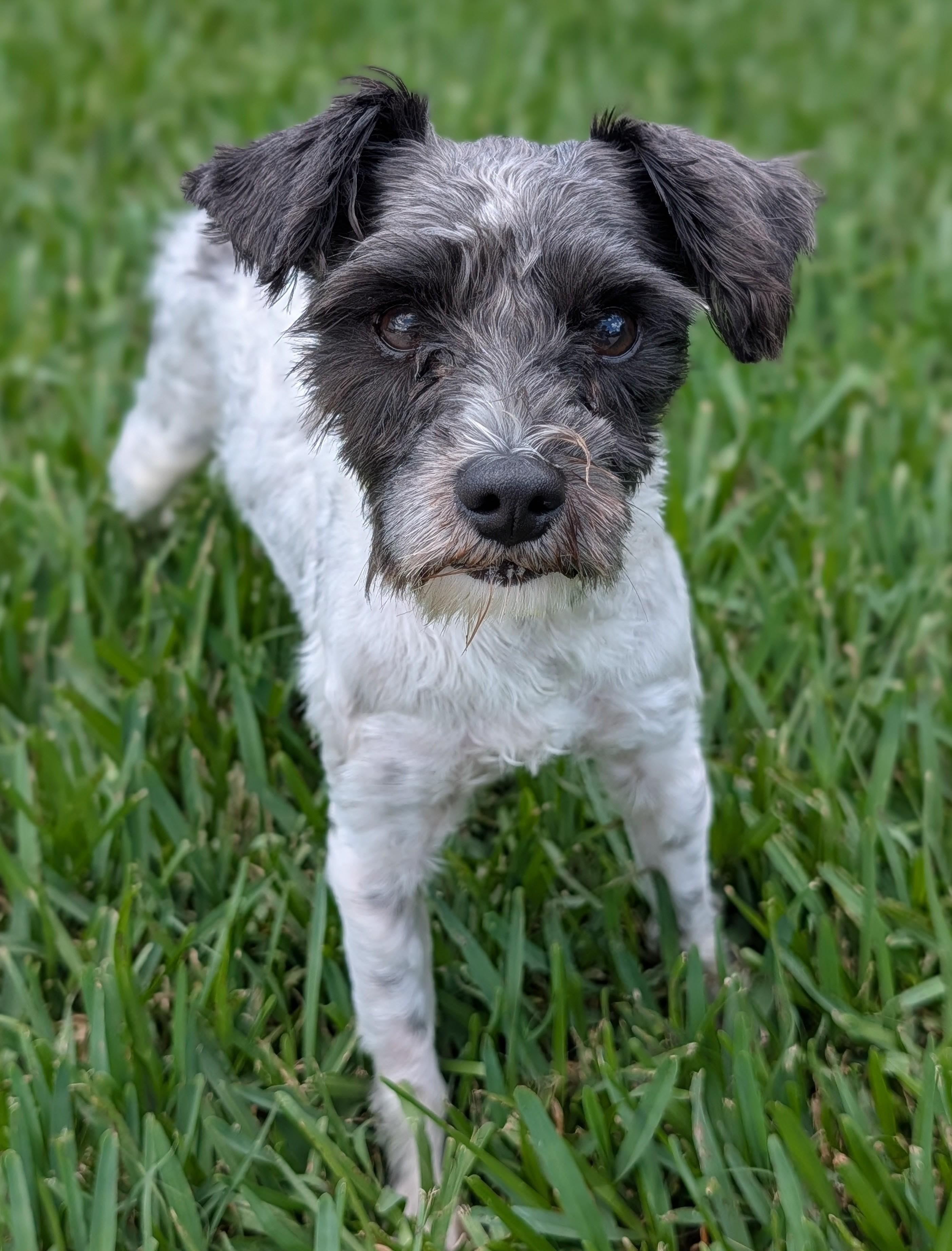 Enlarge Benedict, a Adoptable mixed breed in Baton Rouge, LA image 2/2