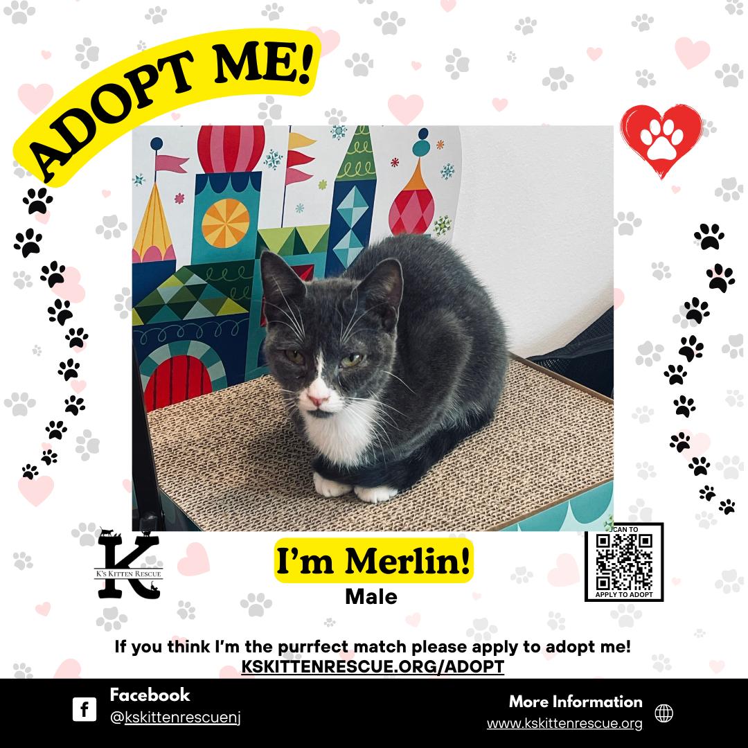 Merlin, adopted, Young Male Domestic Short Hair.