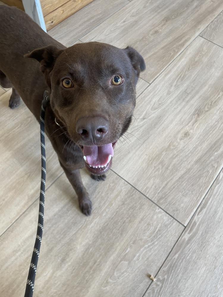 Boogie Bear, Adopted, Adult Male Labrador Retriever.