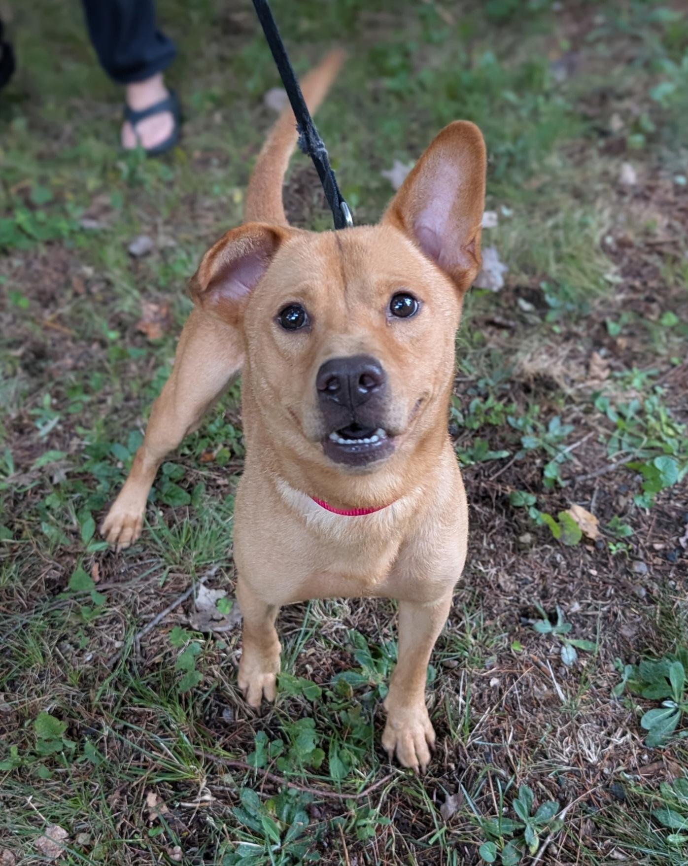 Arden, a Adoptable mixed breed in Mansfield Center, CT image 1/5