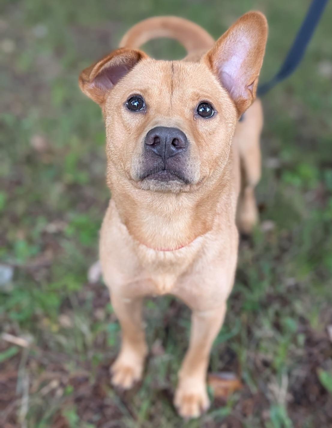 Arden, a Adoptable mixed breed in Mansfield Center, CT image 2/5