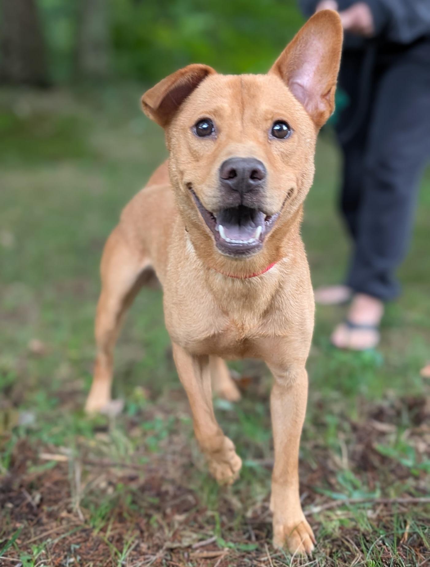 Arden, a Adoptable mixed breed in Mansfield Center, CT image 4/5