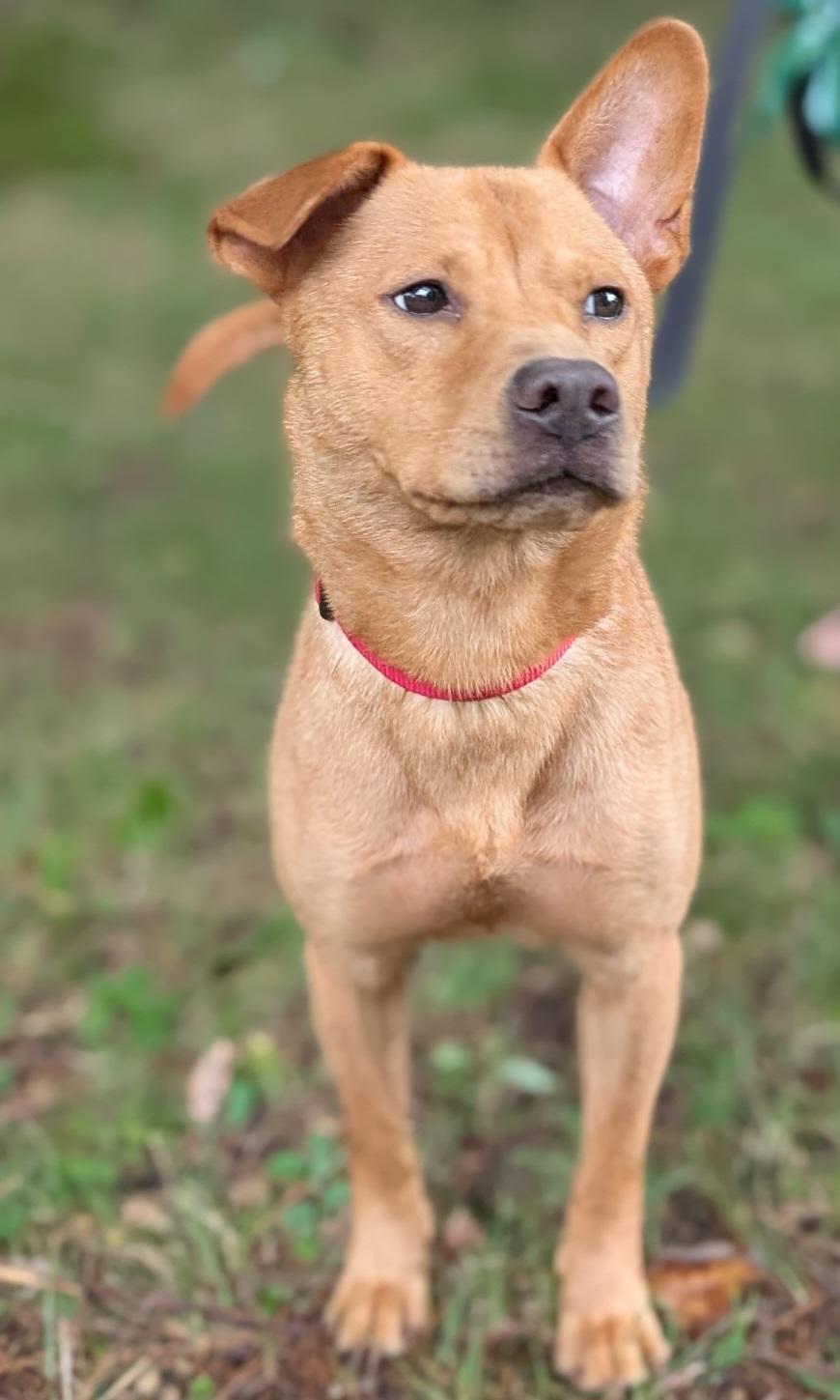 Arden, a Adoptable mixed breed in Mansfield Center, CT image 5/5