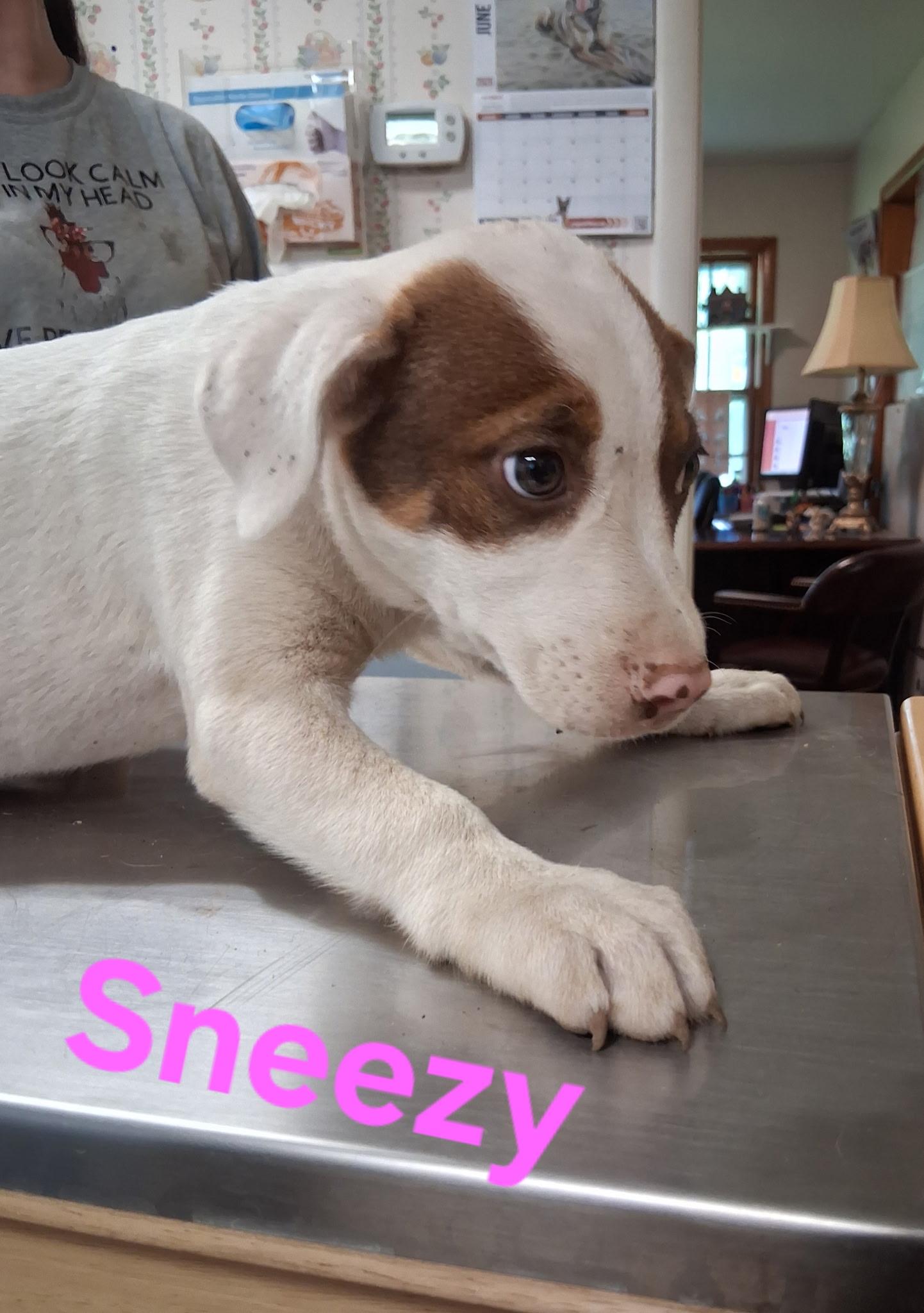 Enlarge Sneezy, a Adoptable mixed breed in Lynchburg, TN image 1/1