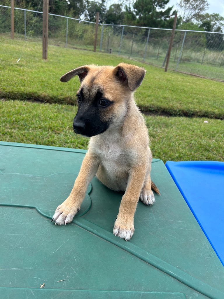 Dog for adoption Barkenstock, a Shepherd Mix in Moses Lake, WA