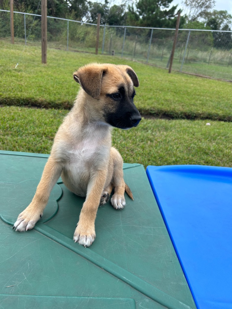Dog for adoption Barkenstock, a Shepherd Mix in Moses Lake, WA