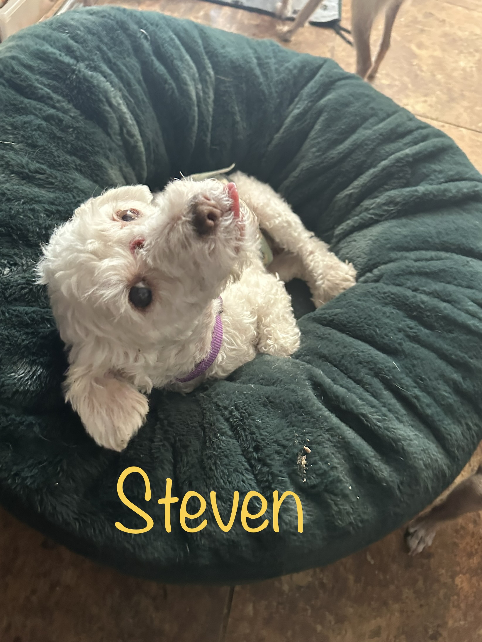Dog for adoption Steven, a Poodle (Toy) in Las Vegas, NV Petfinder