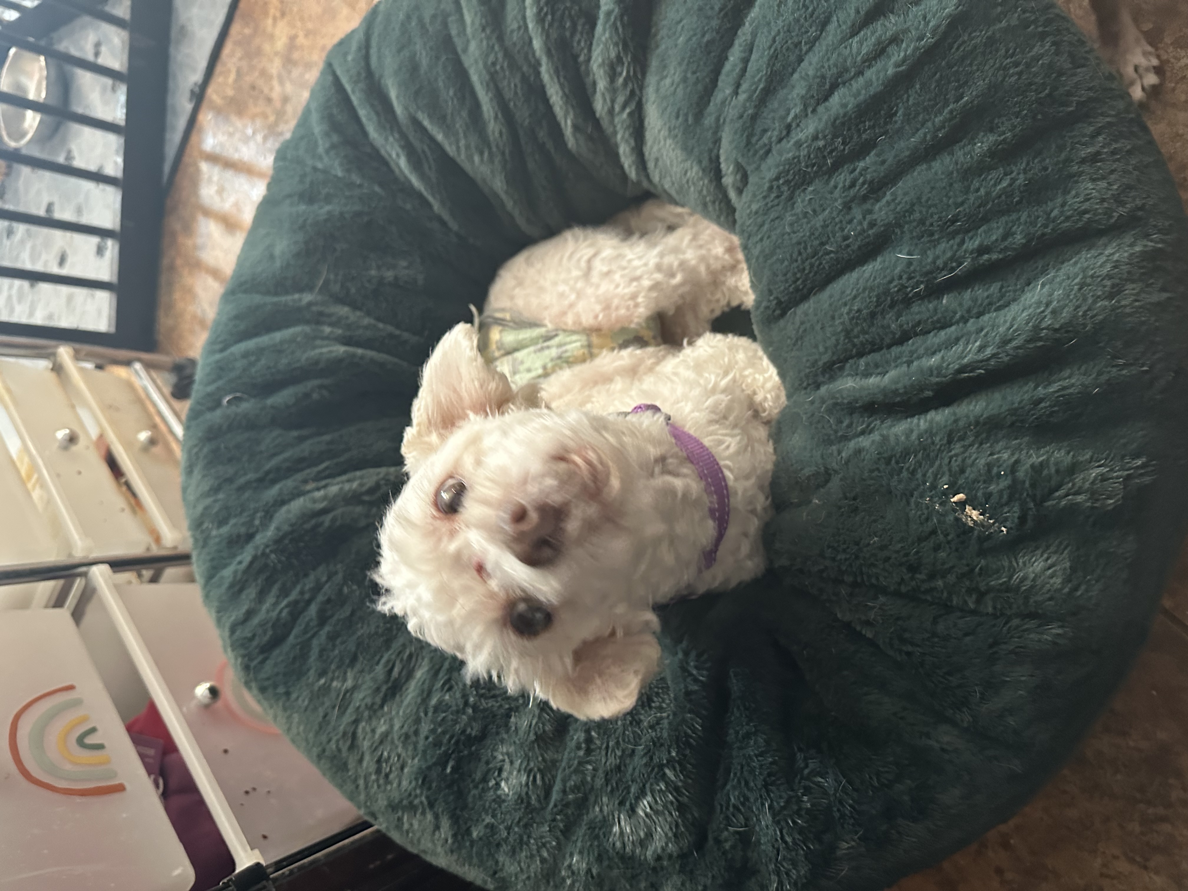 Dog for adoption Steven, a Poodle (Toy) in Las Vegas, NV Petfinder