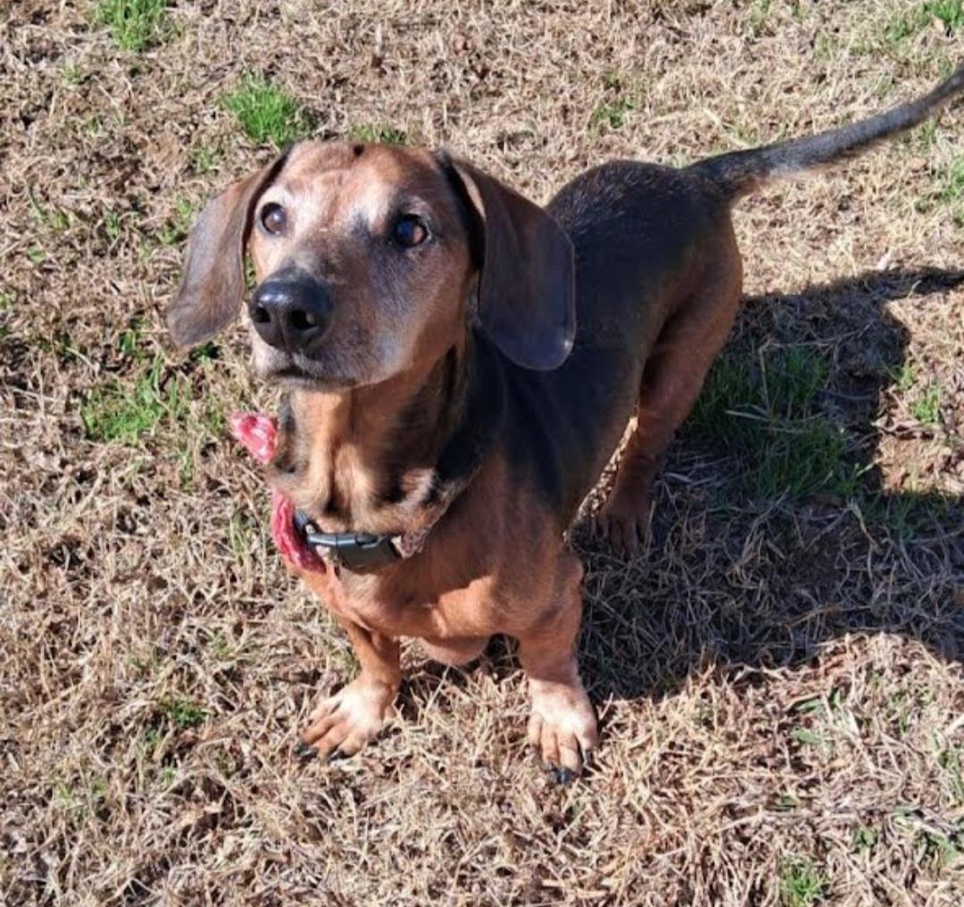 Bowie, ADOPTABLE, Senior Male Dachshund.